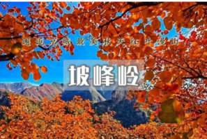 1日｜坡峰岭｜华北第一红岭｜万亩黄栌层林尽染-漫步红色海洋（初级）