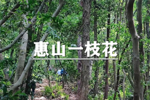 (龙阳路专线）5月31日：特价68元！惠山徒步，穿越锡惠公园，感受惠山古镇