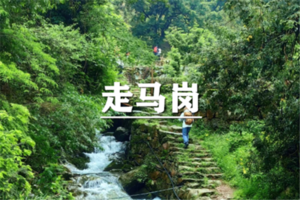 （汉中路专线）6月19日：开业酬宾！特价99元！晋网红线，徒步走马岗，踏入千年香榧林