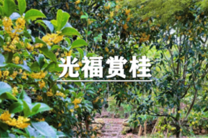 （已成行/华新+蟠龙）10月24日：特价99元！季节限定~花漾光福，赴“桂”之约，光福窑上村徒步赏桂小环线