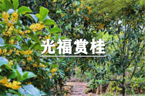 （已成行/汉中+曹杨）10月24日：特价99元！季节限定~花漾光福，赴“桂”之约，光福窑上村徒步赏桂小环线