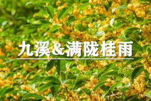  （华新+蟠龙）10月24日：特价99元！季节限定！西湖群山·满陇桂雨寻香之旅，徒步九溪