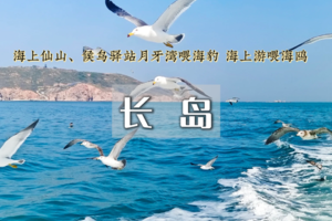 端午3日｜长岛•寻找黄.渤海交汇处の喂食万鸟岛海鸥/品尝海鲜盛宴/体验岛民生活-玩转中国十大醉美海岛