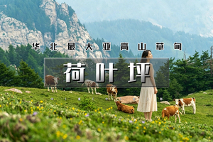 端午3天｜荷叶坪徒步｜ 华北最大亚高山草甸の又见消失的月亮门-马伦草原-忻州古城