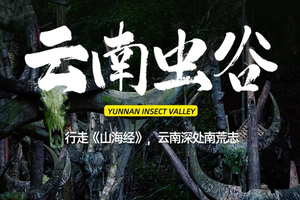 【云南虫谷】7天6晚|2-12人|哀牢山原始森林徒步｜翁丁原始部落｜西盟龙摩爷｜勐梭龙潭｜景迈山古茶园｜翁基古寨 