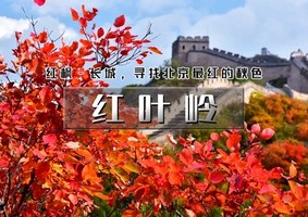周末1日｜红叶岭｜红枫与八达岭长城相互辉映-青龙桥行摄1日休闲