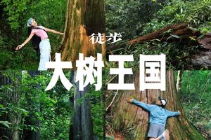 6/11日周四|【大树王国】户外人的梦核森林