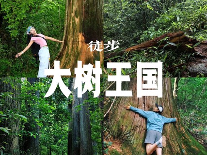 10/19日周一|【大树王国】户外人的梦核森林