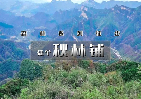 周末天天出发：秋林铺｜秋林铺-百花山15公里の森林徒步系列-采蘑菇季