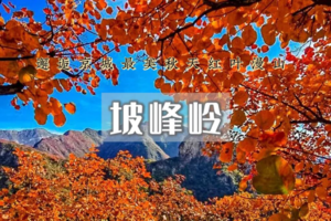 周末天天出发：坡峰岭｜华北第一红岭｜万亩黄栌层林尽染-漫步红色海洋