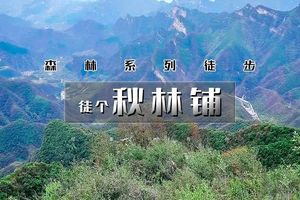 周末天天出发：秋林铺｜森林徒步系列の秋林铺-百花山15公里<初中级> 