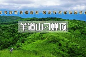 周末天天出发：刁蝉顶•羊道山｜涿鹿之巅-避暑纳凉-漫山野花-与您相约向云端-13公里徒步