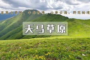 周末天天出发：天马草原•云端徒步｜野花遍野见牛羊-邂逅高山仙境