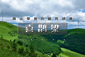周末天天出发：喜鹊梁｜云端草甸徒步の看漫山绿意起伏，风车牛羊-喜鹊梁环穿10公里徒步穿越