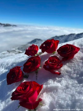 mmexport1762831269299