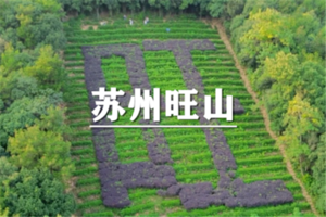 （龙阳+东明）6月19日：开业酬宾！79元起！治愈系春日徒步，旺山茶园踏青，千年古旺山穿越上方山