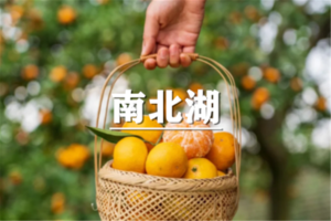 （月浦+汶水）9月26日：特价99元！徒步南北湖采摘橘子，开启秋日酸甜之旅，尽享醉心湖光山色！