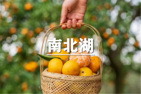 （即将成行/紫竹+东川）9月26日：特价99元！徒步南北湖采摘橘子，开启秋日酸甜之旅，尽享醉心湖光山色！