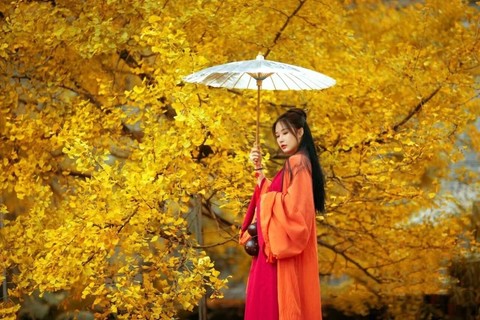 金秋花事7日，11.26、11.28、11.30 无量山樱花谷-腾冲银杏村-诺邓-瑞丽一寨两国-芒市-奇幻热海-和顺古镇-巍山