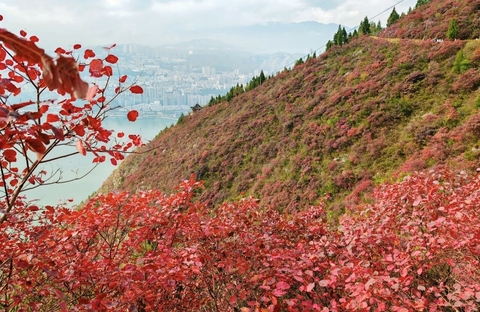 11.28-12.1 三峡红叶，错过又是一年！三峡徒步，红叶染秋，赏三峡层峦叠嶂盛开的红叶