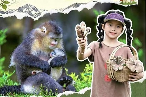【暑期亲子】7月-8月，多期成行！滇西北，云极野夏，云岭秘境森林避暑，闲适的乡野生活美学，探寻国宝滇金丝猴，追梦香格里拉