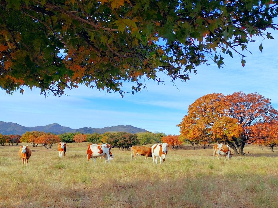 mmexport1665100214815_edit_612784487451808