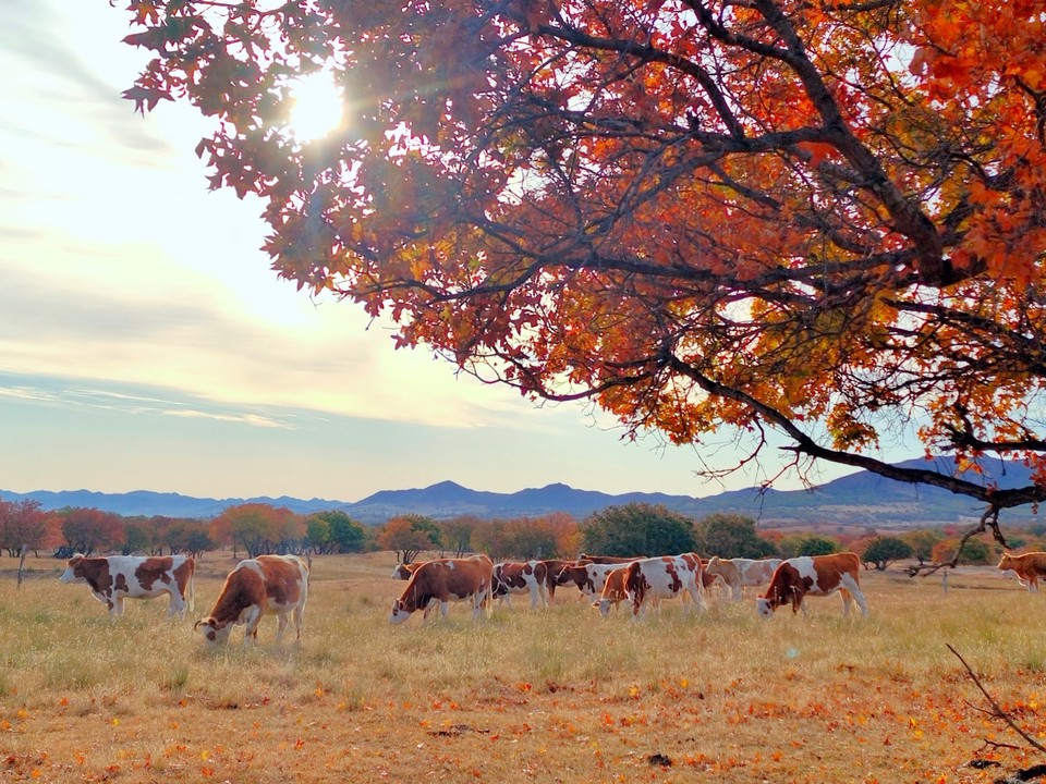 mmexport1665100248176_edit_612725838665359