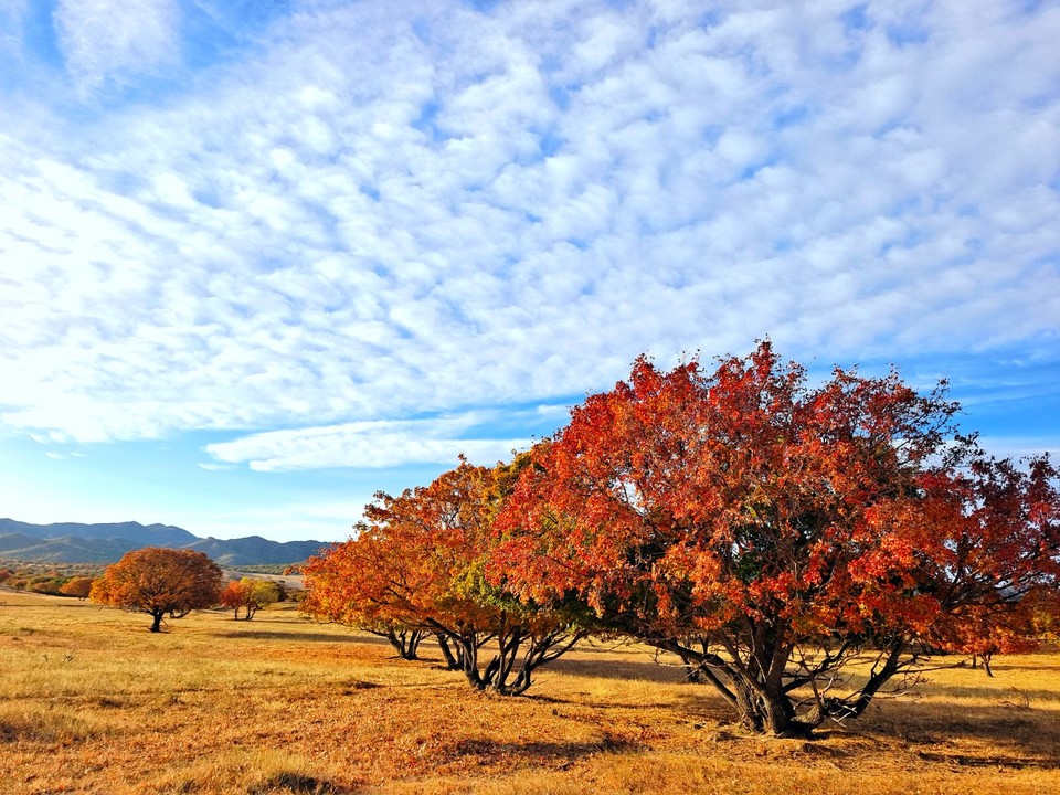 mmexport1665100357155_edit_612168974002944