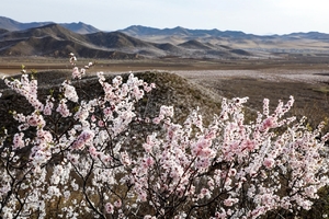 【17户外】4月18日扎鲁特旗金门山赏杏花爬金门山山杏花林野餐一日活动