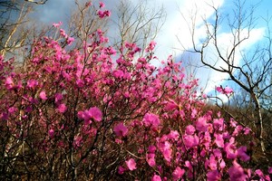 【17戶外】5月10日登海日罕山，賞興安杜鵑，看家門口的金達(dá)萊