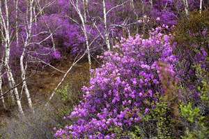 【17户外】5月4日巴林左旗杜鹃岭赏杜鹃一日活动，季节性活动，只此一期