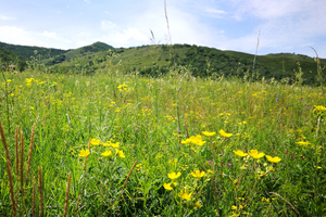  【17户外】8月29日海日罕山穿越：徒步原始林区，登顶俯瞰草原与森林交织的壮丽画卷，感受秘境之美