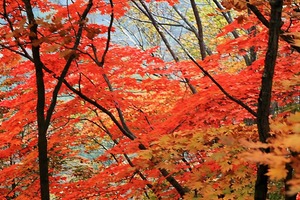 【17户外】10月10-11日抚顺萨尔浒休闲、天女山赏秋野线穿越，大伙房水库鱼农家饭菜