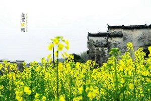 【17户外】2026年3月21-27日花田喜事■醉美婺源/情系江南/漫步中国最美丽的乡村