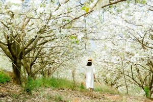 4月19日医巫闾山赴一场梨花之约（休闲农家乐）