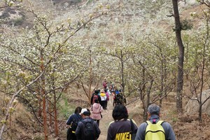 4月26日（周六）医巫闾山梨花伴我行爬山活动