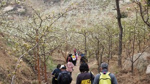 【17户外】4月25日（周六）医巫闾山梨花伴我行赏花爬山一日活动