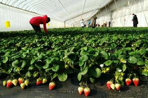 1月5日我们一起去采摘草莓啦