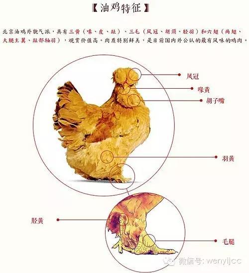 "花丫农产品"北京油鸡,油鸡蛋回馈科尔沁户外会员