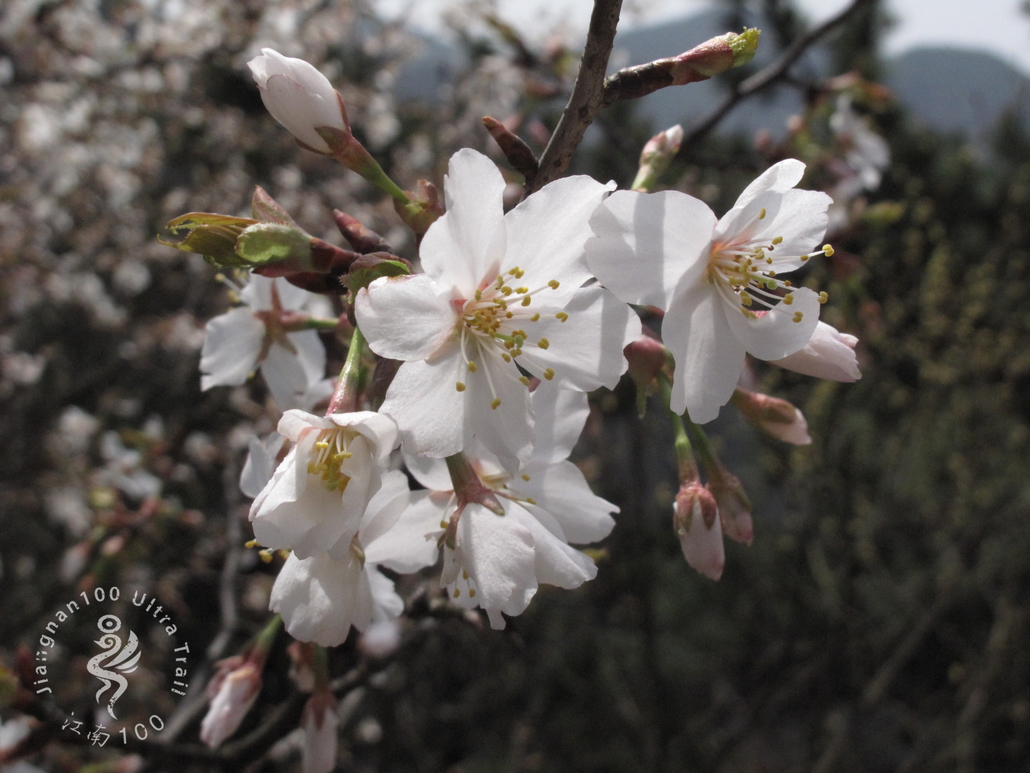 山樱花