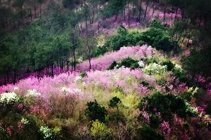 3月18日走天台塔山古道，赏华东最美野生紫荆花群，朝隋代古刹国清寺