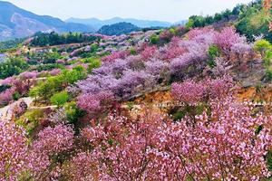 4月6日赏千亩樱花，许你三生三世