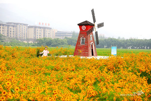 6月2日跟着山水去看那千亩五彩花海，穿越百年街市