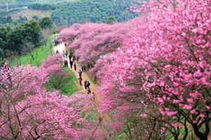 寒梅花开映百亩，蒋氏故里寻故人——2月17日春节后第一驴