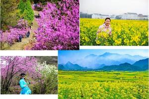 3月17日观华东第一紫荆花，赏仙居万亩油菜花