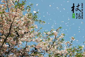4月14日漫步四明山，赏万亩樱花海