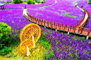 美爆了 | 2020年6月14日带你去温岭赏百亩超梦幻粉色花海，游走路桥十里南宋古长街