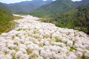 绿色长征二十二站|2021年3月21日去上虞观千亩万朵桃花源，赏十里春风樱花雨