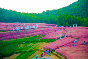 绿色长征二十三站|2021年10月3日去月宫山看爆红全网的粉黛乱子花，韩岭逛浙东第一古街