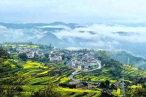 绿色长征二十九站|2022年3月27日走麻岙-夏家古树林营地-南山章油菜花基地-滴水岩景区-旅游驿站，看醉美油菜花